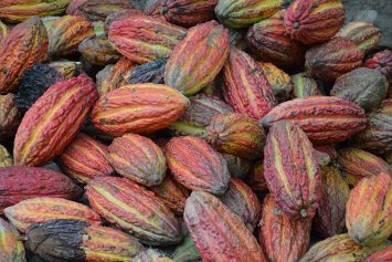 Стоимость какао-бобов достигла нового исторического максимума 