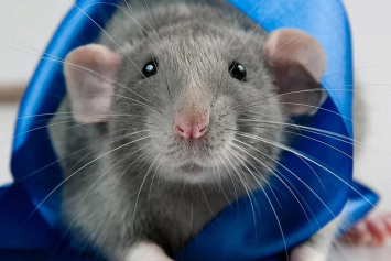 Ученые Гонконга выявили у крыс способности к счету