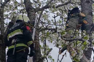 В Щучинском районе спасатели освободили мужчину, зажатого на дереве на высоте семь метров