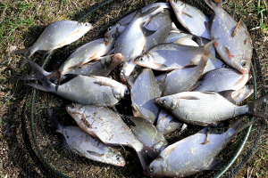 Организации Минской и Брестской областей лидируют по объему промыслового улова рыбы