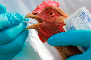 В Болгарии выявили новый очаг птичьего гриппа