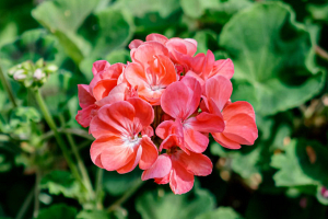 Цветы с ароматом кока-колы и розового масла – ботанический сад удивит посетителей 19–21 апреля