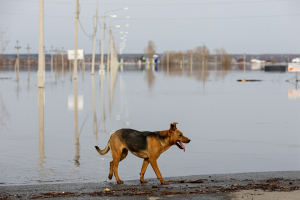 В российском Кургане прогнозируют до 25 апреля превышение уровня воды в реке Тобол
