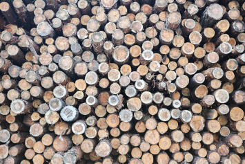За I квартал 2024 года реализовано 2,25 млн кубометров круглой древесины – Минлесхоз