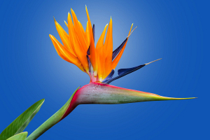 Как ухаживать за «цветком-птицей» – стрелицией, рассказал научный сотрудник минского ботанического сада