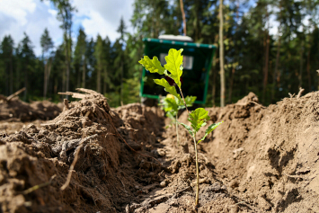 Лукашенко поручил новому главе Минприроды взять на контроль высаживание деревьев