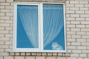 Ветеринарный врач рассказал, как уберечь кошку от падения из окна