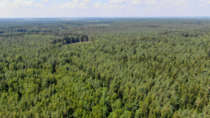 Лесистость Беларуси продолжает расти и составляет уже 40,2 процента – Минлесхоз