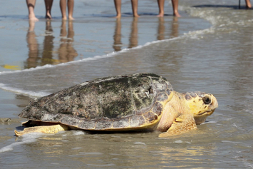 Мексика отказалась от защиты исчезающего вида морских черепах логгерхед