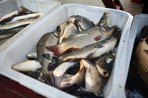 Импорт рыбы и морепродуктов в прошлом году составил 185 тысяч тонн