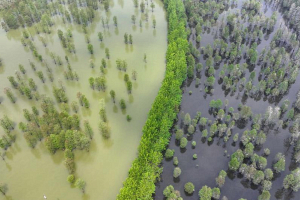 Фотофакт. Живописный лес на воде на востоке Китая