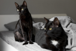 Эксперт назвала главные правила, которые нужно соблюдать, если в доме живет больше двух кошек