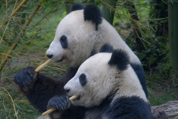 Двух панд из Китая сдадут в аренду на 10 лет зоопарку США
