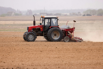 В Беларуси посеяна почти половина кукурузы на зерно 