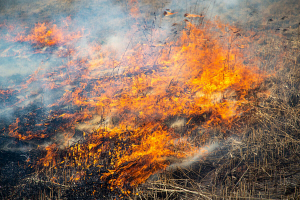 В Монголии лесостепными пожарами уничтожено 38 430 гектаров земли