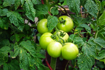 Какие удобрения внести в лунку при высадке рассады томатов: советы биолога