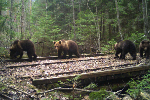 В Березинском заповеднике зарегистрирован редкий случай: медведица с четырьмя медвежатами