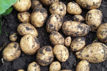 Активист клуба органического земледелия рассказала о своем методе выращивания картофеля