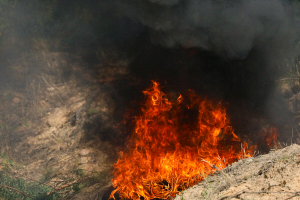 В Беларуси за сутки ликвидировали 2 лесных и 16 пожаров травы и кустарников