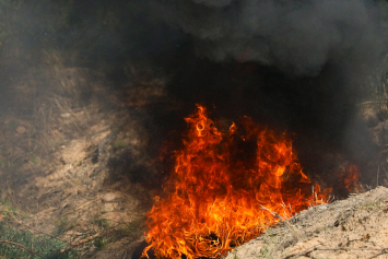 В Беларуси за сутки ликвидировали 2 лесных и 16 пожаров травы и кустарников