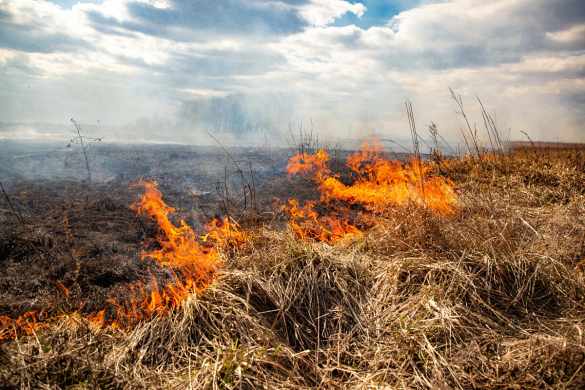 МЧС: за сутки в Беларуси ликвидировано 5 лесных пожаров