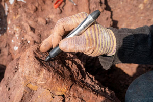 На востоке Китая найдены окаменелые следы самого большого в мире дейнонихозавра