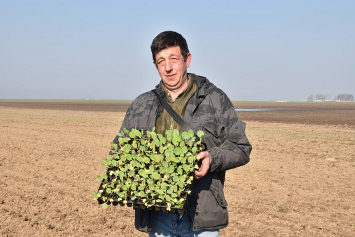 Для выращивания овощей открытого грунта в Гомельской области отводят 1,3 тысячи гектаров