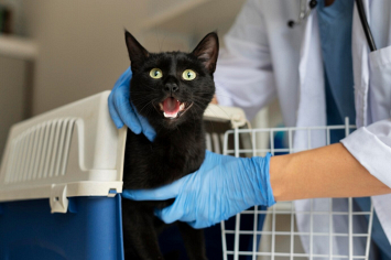 Как подготовить кошку к стерилизации и ухаживать за питомцем после процедуры
