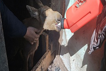 В Поставском районе неравнодушные граждане спасли от гибели лосенка