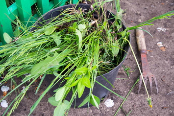 Знаете ли вы, как избавиться от сорняков на грядке на стадии белой нити и вывести пырей?