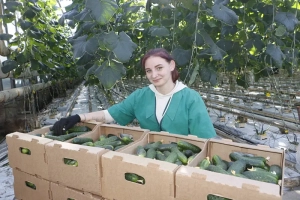 Пять тысяч тонн огурцов и томатов в 2024 году планируют собрать в теплицах кировского «Рассвета»