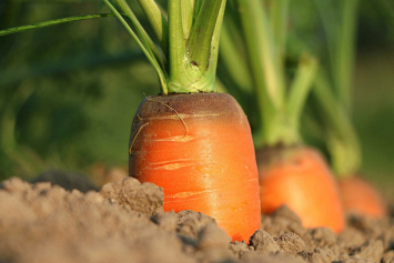Знаете ли вы, какие четыре подкормки нужны моркови?
