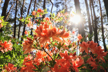Фотозарисовка. Цветение рододендронов в минском ботаническом саду