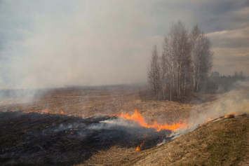 В Беларуси за сутки потушили четыре лесных пожара
