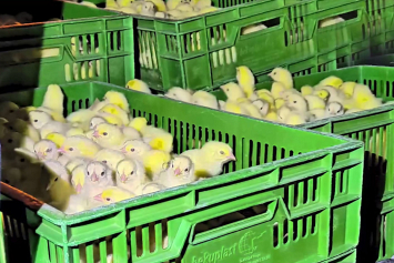 В Шклове сотрудник птицефабрики похитил около 20 тысяч цыплят