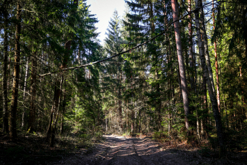 Леса 13 районов Беларуси остаются свободными для посещения