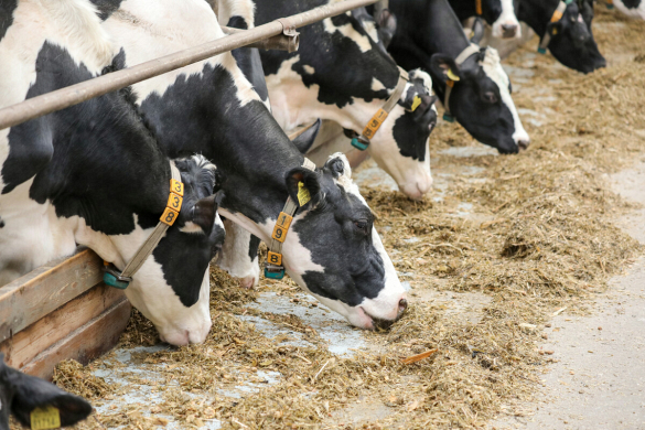 В Брестской области за 4 месяца производство молока выросло почти на 10 процентов