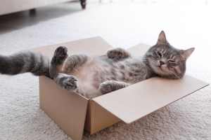 Почему кошки любят залезать в коробки