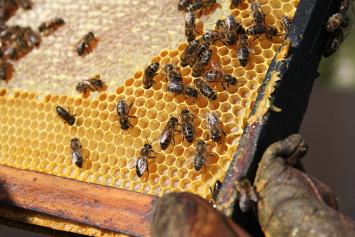 Выставки, дегустации меда и мастер-классы – в ботаническом саду 19 мая отметят Всемирный день пчел