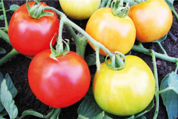 Специалист рассказал, какие томатные новинки появятся в ближайшее время и пополнится ли коллекция бобовых