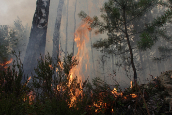 За последние сутки в Беларуси ликвидировали пять лесных пожаров