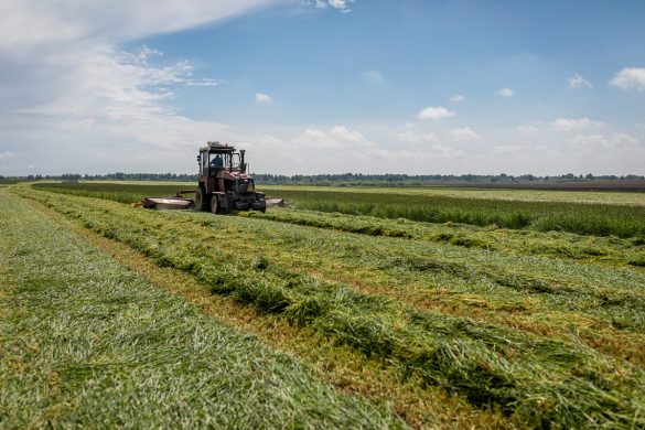 В Беларуси скошено почти 10 процентов первых трав