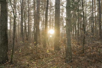 В трех районах Беларуси можно посещать леса без запретов и ограничений