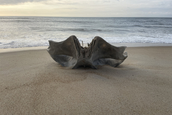 Огромный череп горбатого кита выбросило на пляж в США