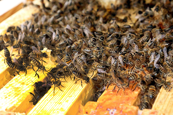 Перспективы белорусского пчеловодства обсудили в Минсельхозпроде