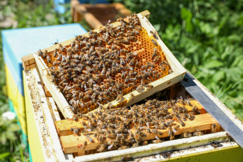 Перспективы белорусского пчеловодства обсудили в Минсельхозпроде