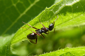 Как избавиться от муравьев в огороде: агроном перечислил доступные способы