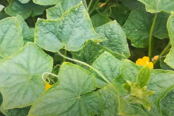Почему желтеют листья огурца: биолог перечислил возможные причины