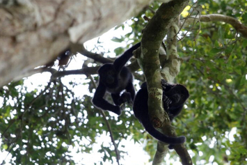 В Мексике из-за сильной жары начали погибать обезьяны-ревуны 