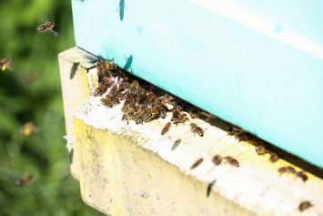 Что делать, если вас укусила оса или пчела: правила первой помощи